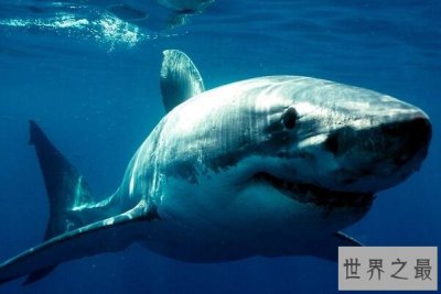 ​世界最凶猛鲨鱼排行前十，噬人鲨上榜，第四是世界上最大的鱼类