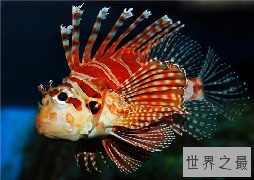 新物种都有哪些 走路鲨堪称会在滩涂里走路的鲨鱼
