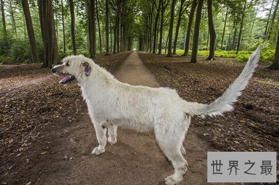 世界上尾巴最长的狗狗，爱尔兰猎狼犬(长达76厘米)