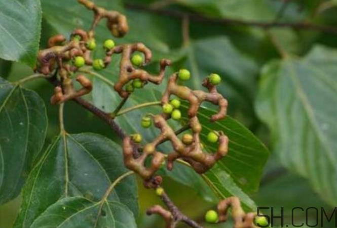 拐枣能泡酒吗？拐枣能和蜂糖一起泡酒吗？