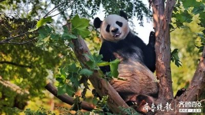 ​快来围观！熊猫“二喜”获年度优秀情报员，今天它也来领奖啦