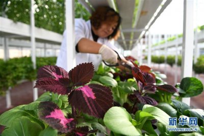 ​河北正定：“智慧农场”助力乡村振兴