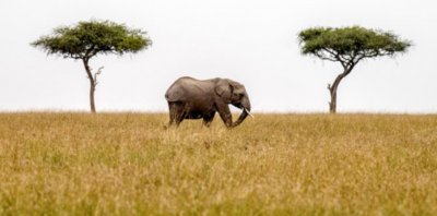 ​非洲象（Loxodonta africana）