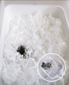 ​特殊时期，铲屎官如何自制猫砂