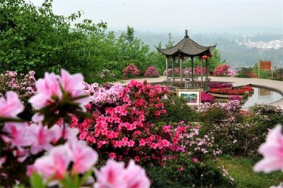 ​四川成都10大赏花景点，姹紫嫣红花似海，最美赏花好去处
