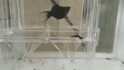 ​终于拍到了！原来金鱼是这么生孩子的……