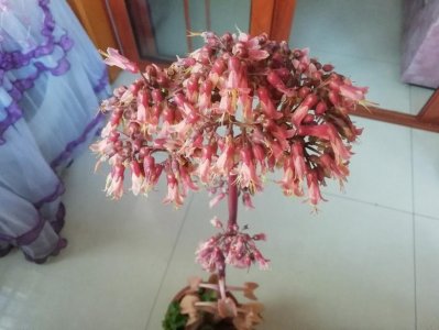 ​晒晒我的落地生根与长寿花！