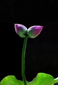 ​七律：并蒂莲