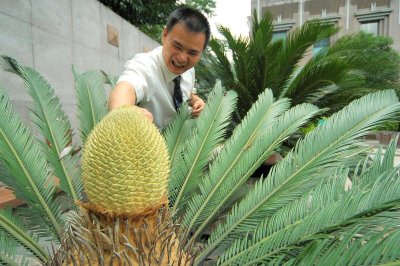 ​“千年”的铁树开了花