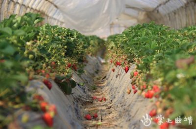 ​一个大棚年收入2万元！马龙小草莓做成大产业