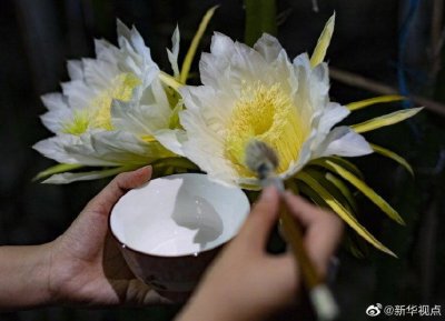 ​火龙果花长什么样