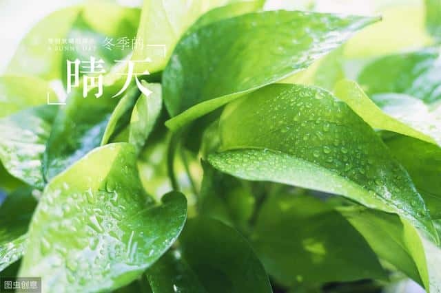 怎么让绿萝叶片肥大（怎么让绿萝叶子变大变绿）