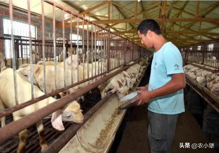 在农村养什么赚钱-（有啥好的养殖项目推荐）