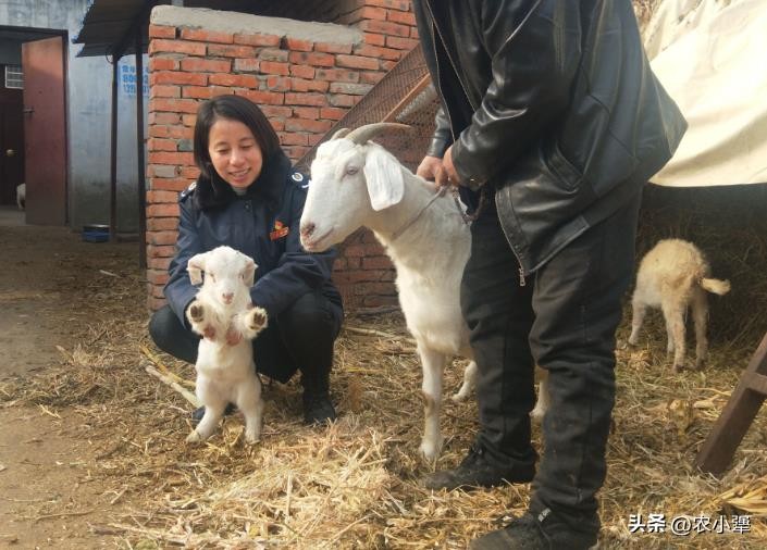 在农村养什么赚钱-（有啥好的养殖项目推荐）