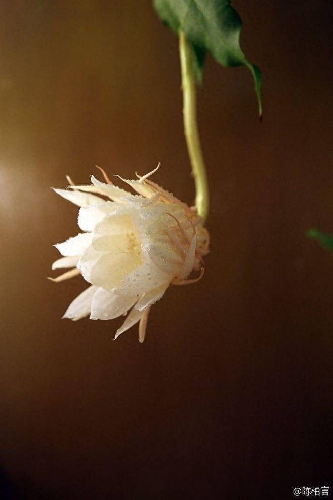昙花一现，极美极仙，唯美高清昙花壁纸