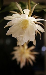 ​昙花一现，极美极仙，唯美高清昙花壁纸