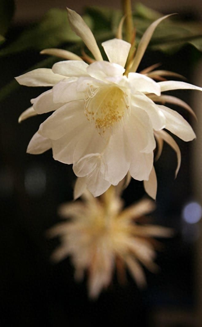 昙花一现，极美极仙，唯美高清昙花壁纸