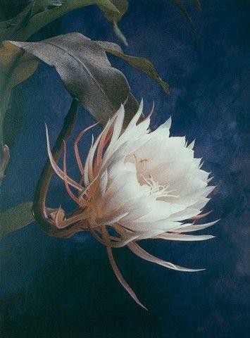 昙花一现，极美极仙，唯美高清昙花壁纸