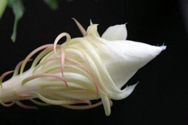 昙花一现，极美极仙，唯美高清昙花壁纸