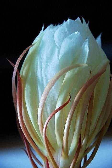 昙花一现，极美极仙，唯美高清昙花壁纸