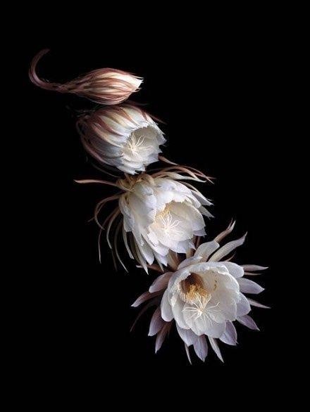 昙花一现，极美极仙，唯美高清昙花壁纸