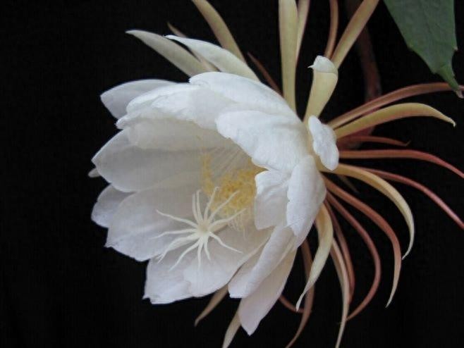 昙花一现，极美极仙，唯美高清昙花壁纸