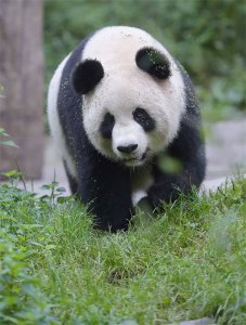 ​世界上十大国宝级别的动物！你都知道哪些呢？