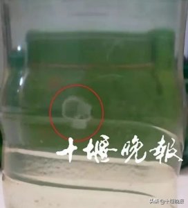 ​十堰惊现“水中大熊猫”！比恐龙还古老，晶莹优美