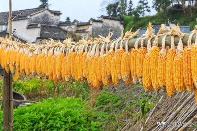 ​玉米行情速递：今日玉米价格多少钱一斤？