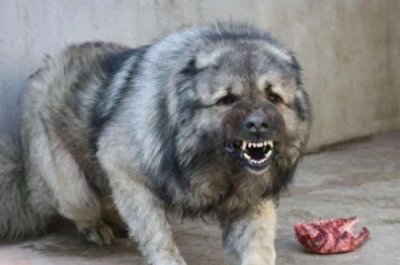 ​独家揭秘！世界十大恶犬排名真相 亲爱的读者们，你是...