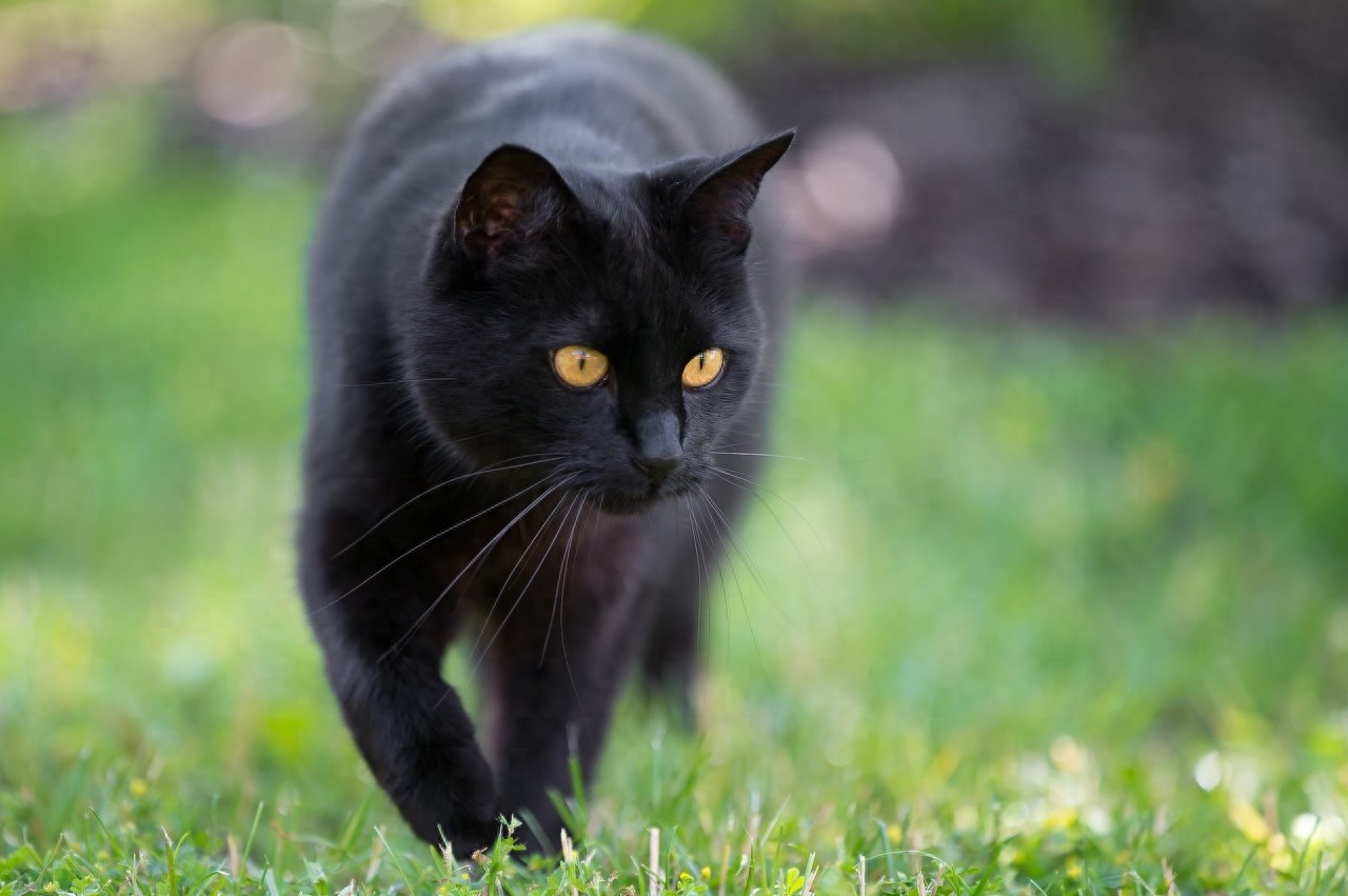 黑猫图片欣赏
