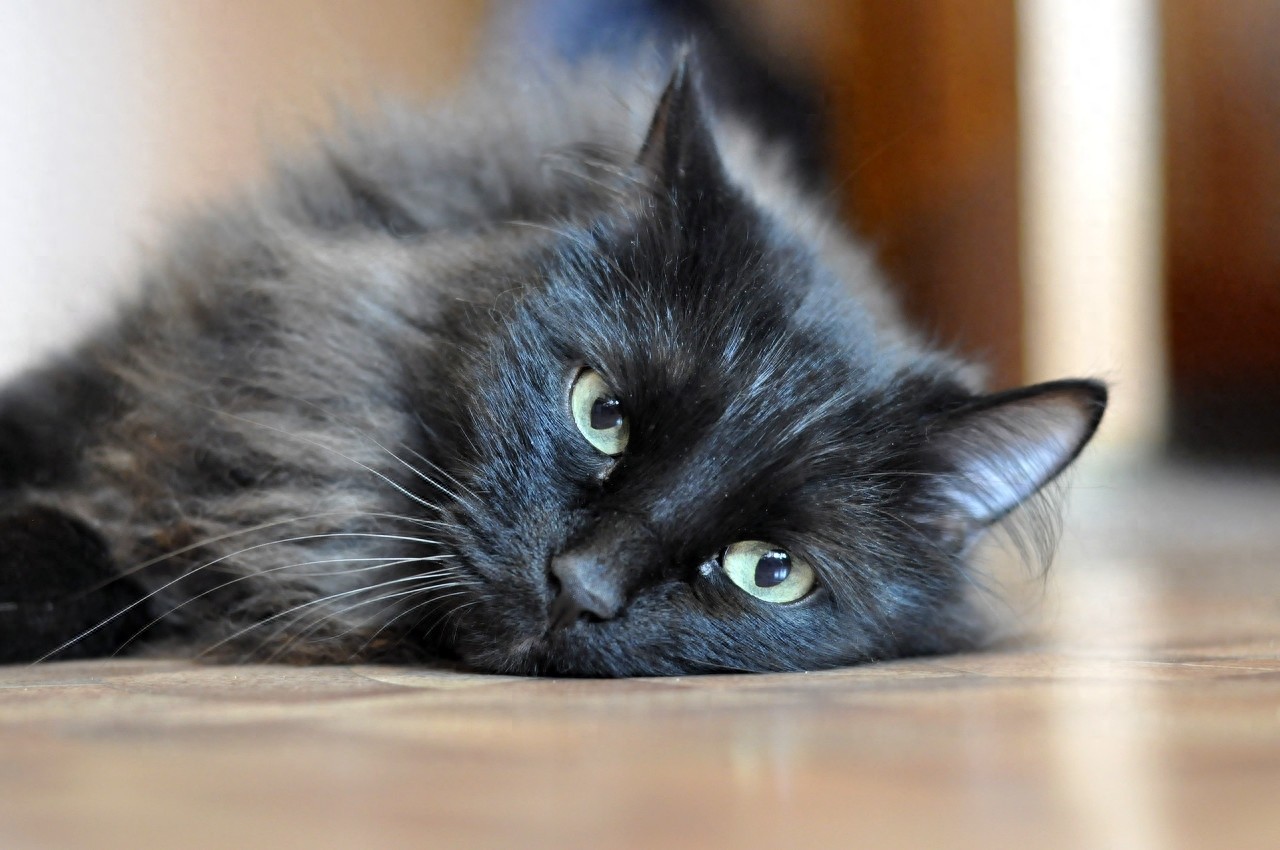 黑猫图片欣赏