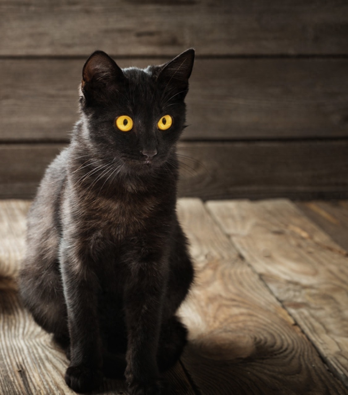 黑猫图片欣赏