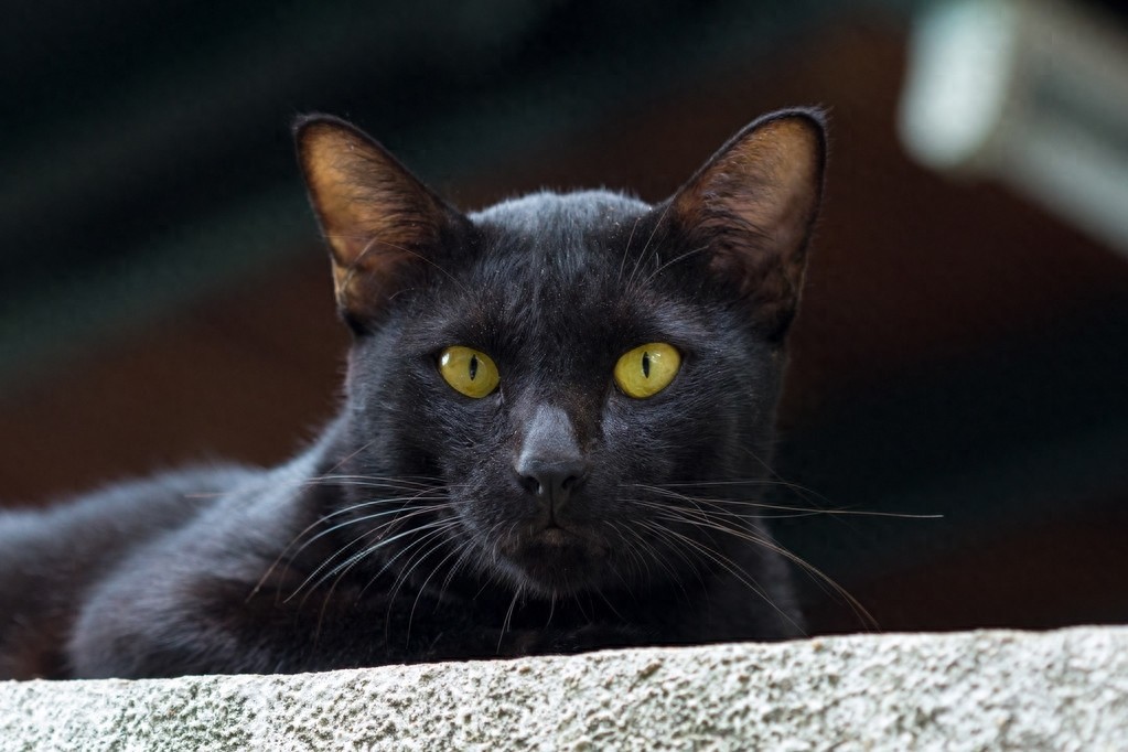 黑猫图片欣赏