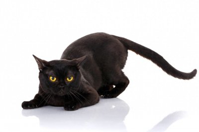 ​黑猫图片欣赏