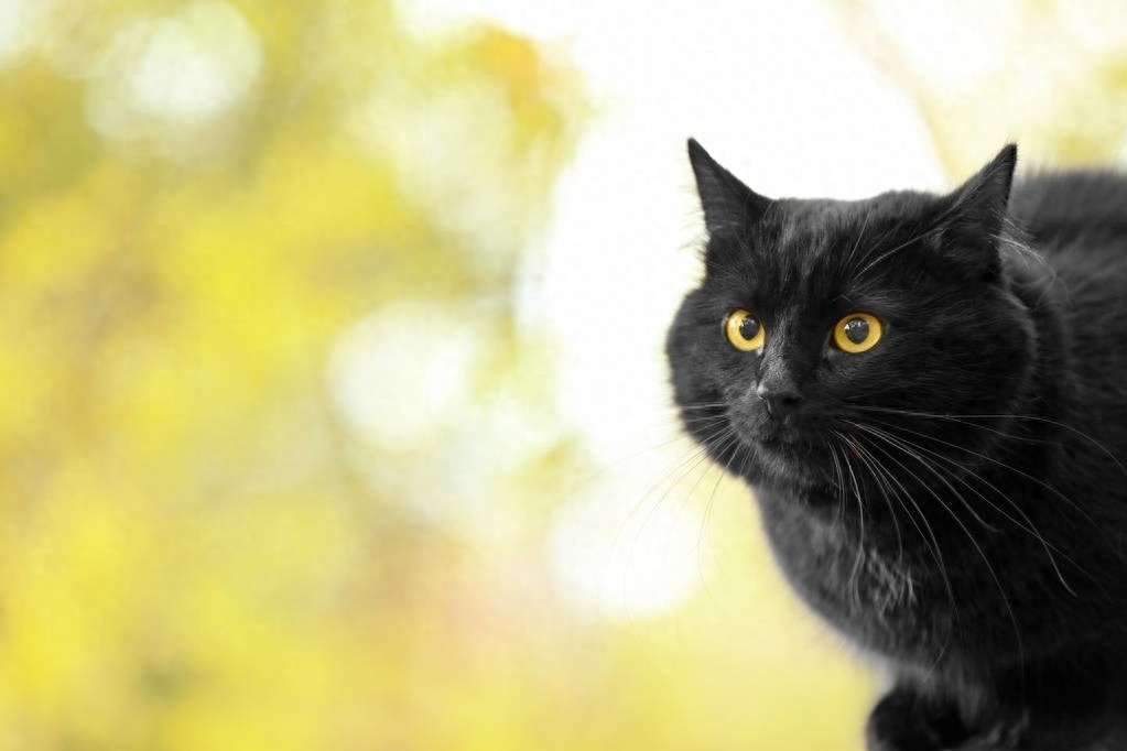 黑猫图片欣赏