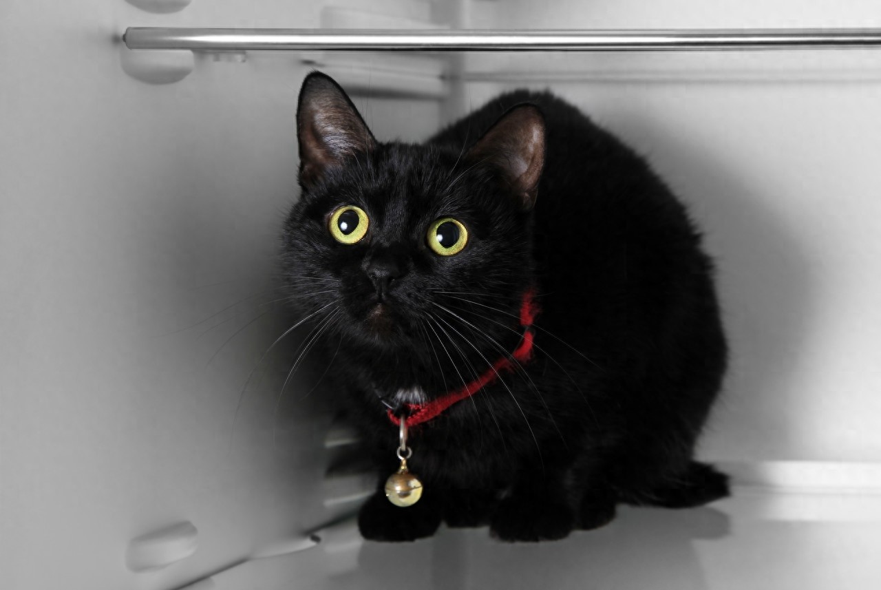黑猫图片欣赏