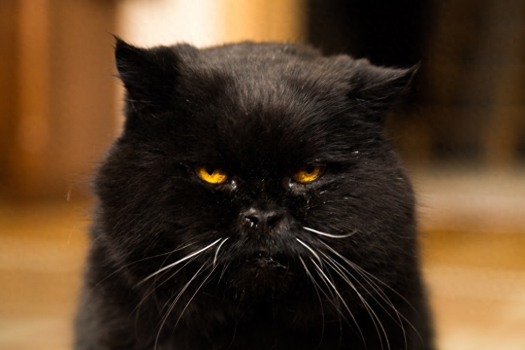 黑猫图片欣赏