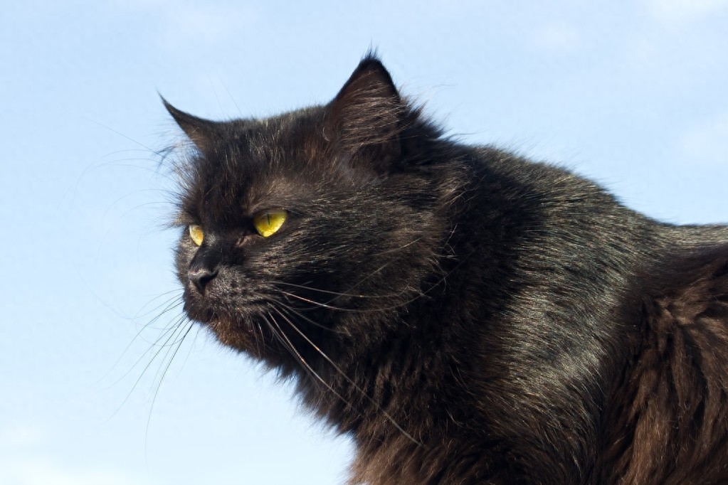 黑猫图片欣赏