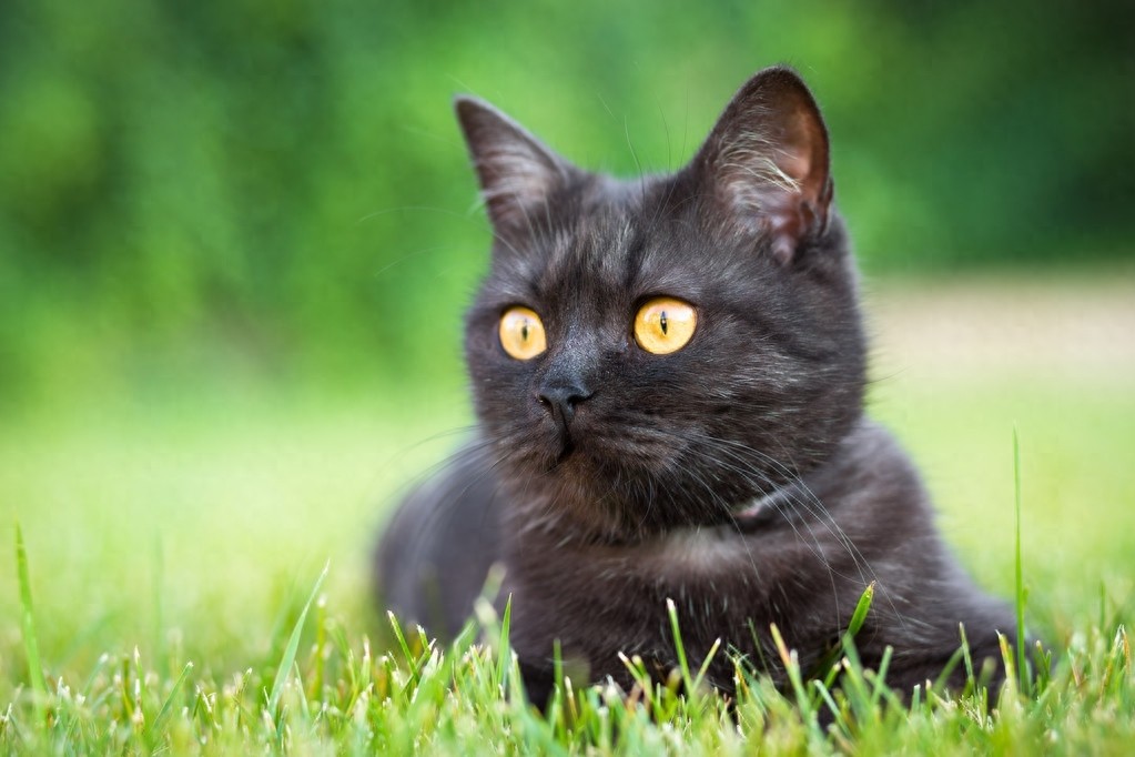 黑猫图片欣赏