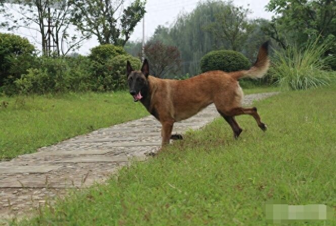 成功杂交的品种——中国马犬，能在我国走上正轨吗？