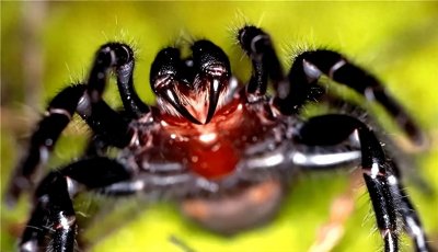 ​一碰即亡，可以瞬间毒死60个成年人，盘点10种地球上最毒的生物