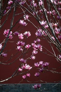 ​玉兰花开 风动暗香浓丨图集