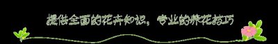 ​野生版香菜吃过吗？叶子比香菜粗，营养价值也高，煲汤最鲜美