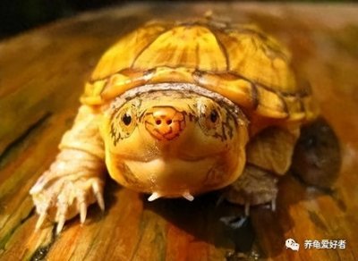 ​永不过时的六大养龟禁忌内容