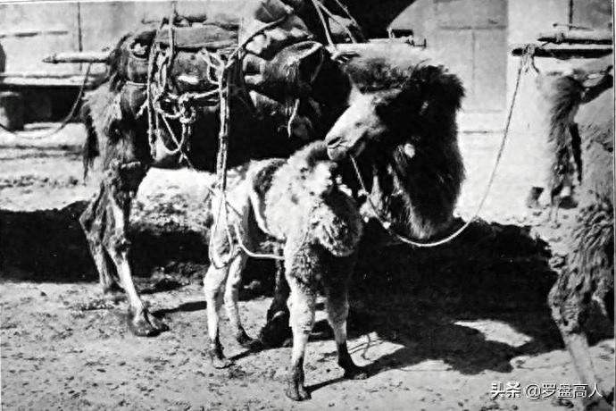 新疆老照片：1930年代的迪化（今乌鲁木齐）的景象