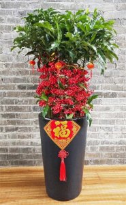 ​这6种吉祥树，家中放一盆，大吉大利大气美观，幸福平安健康美满