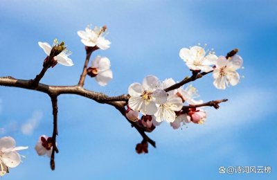 ​精选15首杏花古诗词，沾衣欲湿杏花雨，吹面不寒杨柳风