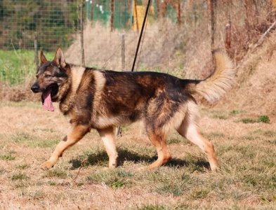 ​本土犬种“昆明犬”有多优秀？相信养过的人都清楚