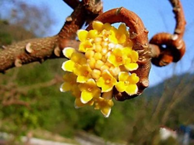 ​结香花·枝条柔软，可以任意弯曲打结；花朵芬芳馥郁，故名：结香